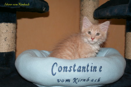 Auszug_Constantine