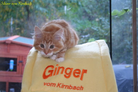 Auszug_Ginger