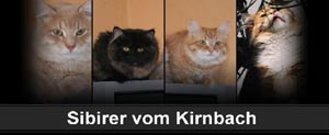 Banner Sibis vom Kirnbach